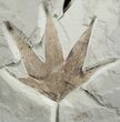 Large Fossil Sycamore Leaf - Green River Formation #2114-1